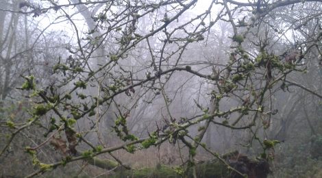 How are you? I’ve missed you … ancient woodland